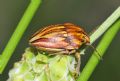 Odontotarsus purpureolineatus